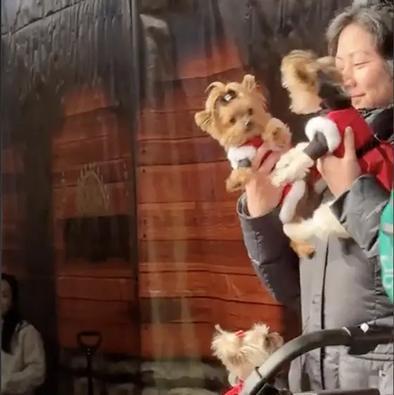 Woman holding up two small dogs at Yappy Hour at the Christmas market.